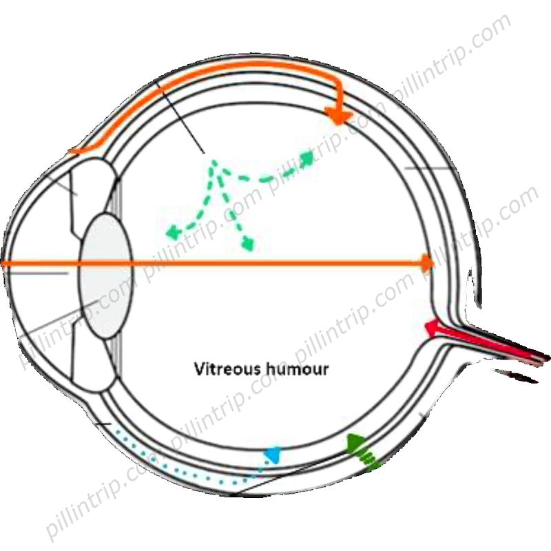 Ocusert : Uses, Side Effects, Interactions, Dosage / Pillintrip