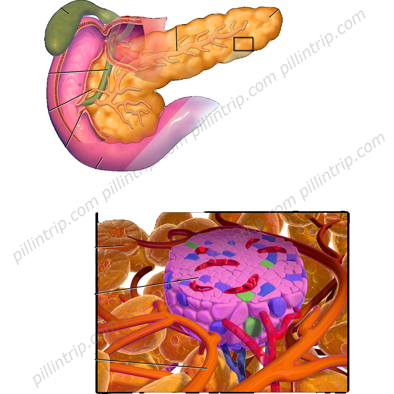 Pancrease HL : Kullanımı, Yan Etkileri, Etkileşimler, Dozaj / Pillintrip